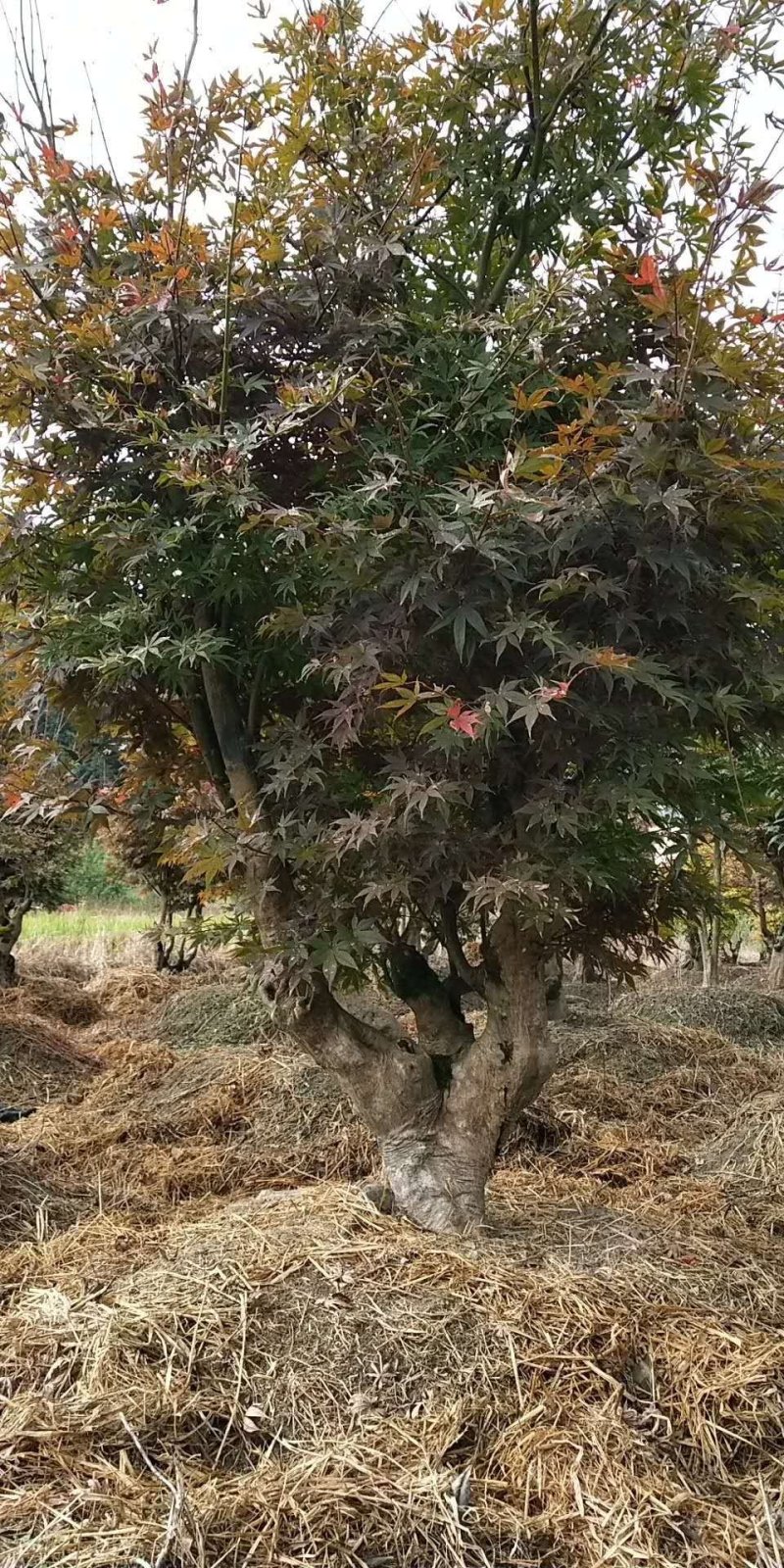 红枫美国红枫古装红枫基地大量直供