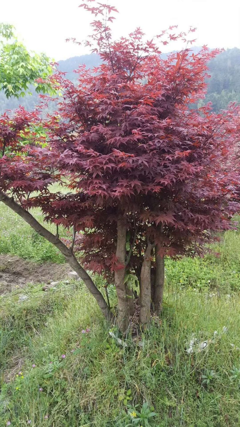 红枫美国红枫古装红枫基地大量直供