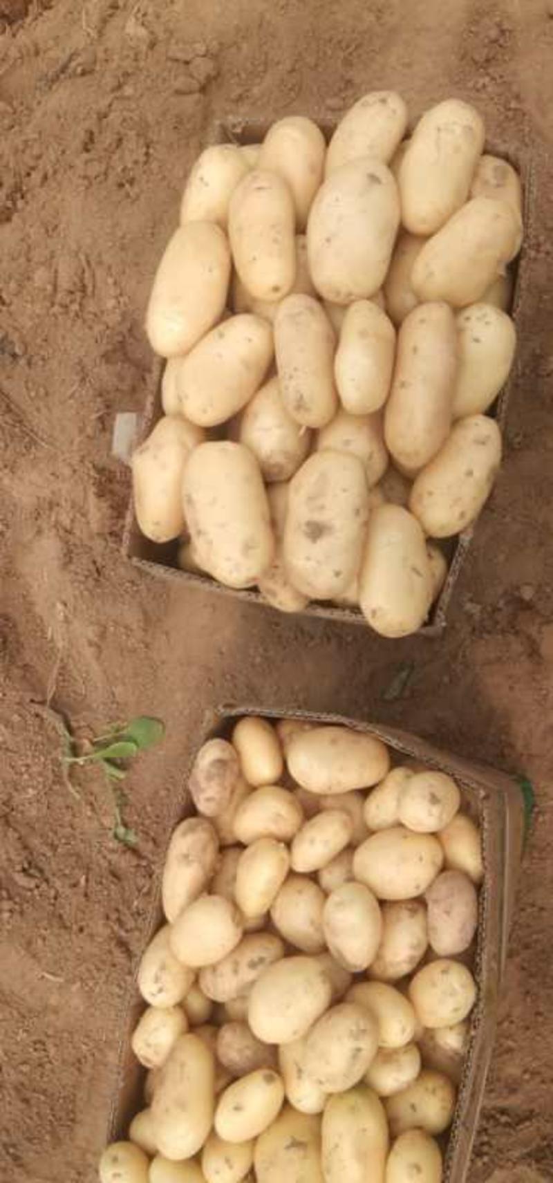 【实力供货】山东荷兰十五土豆保质保量产地直发全国发货