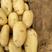 【实力供货】山东荷兰十五土豆保质保量产地直发全国发货