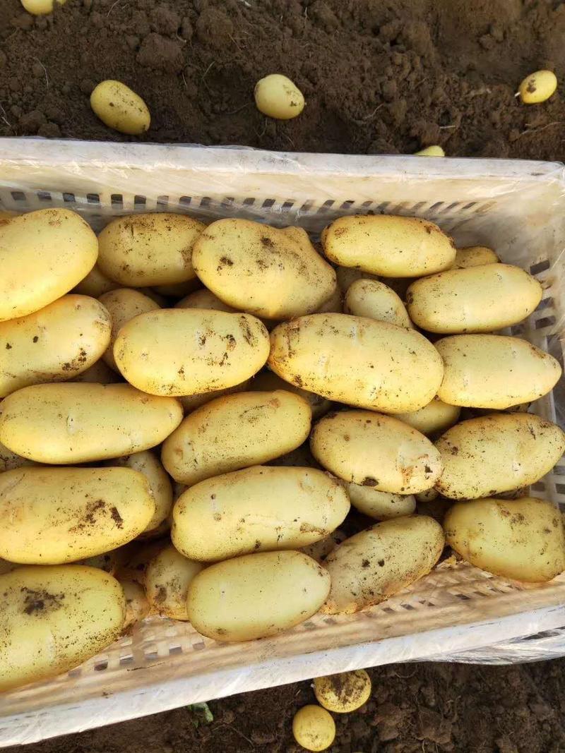 【实力牛商】山东滕州冷库优质陆地新土豆，大量供应需要联系