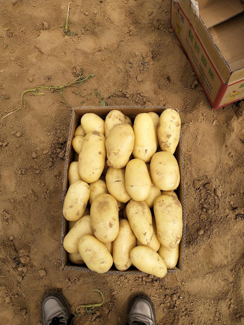 【实力牛商】山东滕州冷库优质陆地新土豆，大量供应需要联系