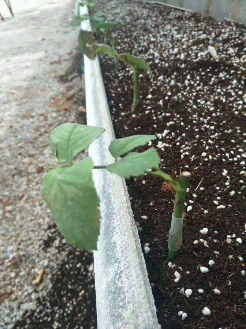 云南玫瑰苗嫁接四季玫瑰杯苗产量高成活高带土发货