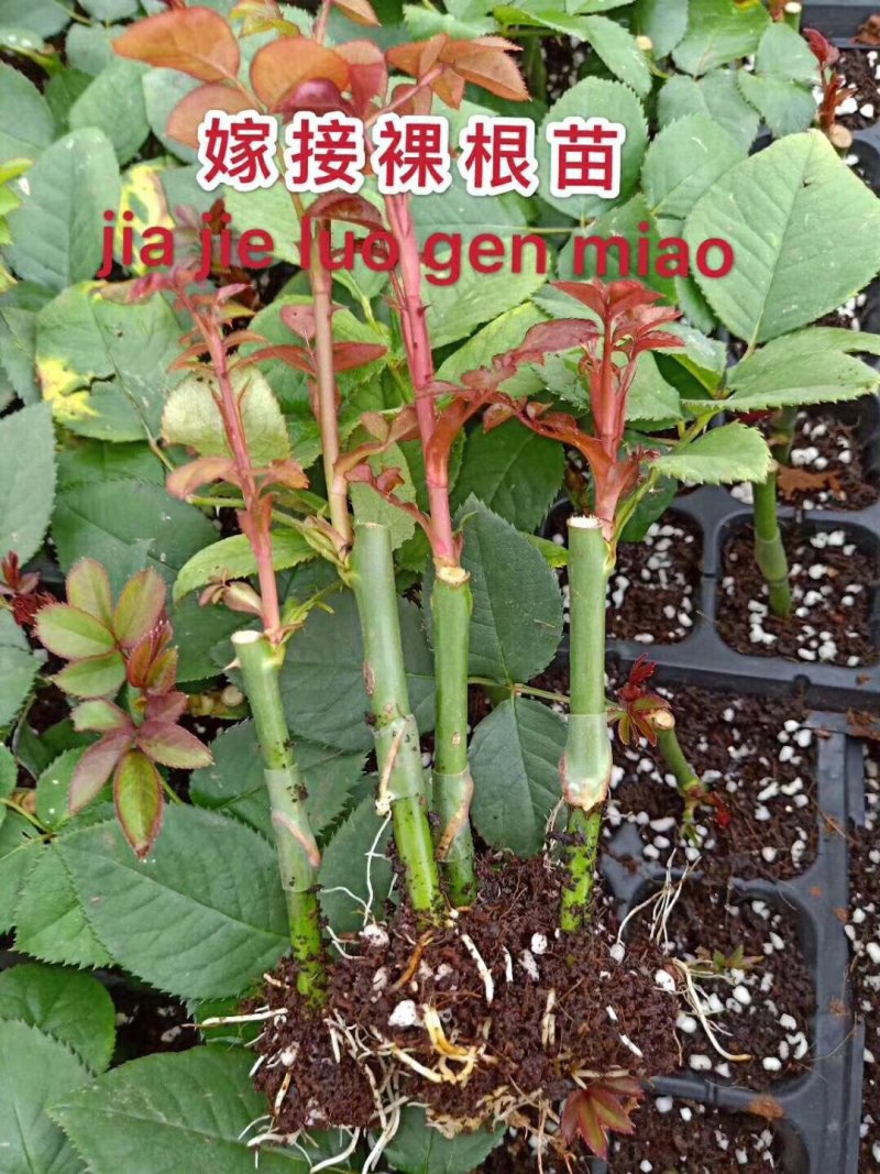 云南玫瑰苗嫁接四季玫瑰杯苗产量高成活高带土发货