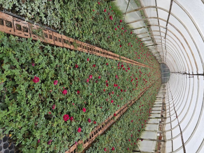 精品四季玫瑰杯苗四季开花成活率高达99%，带土发货