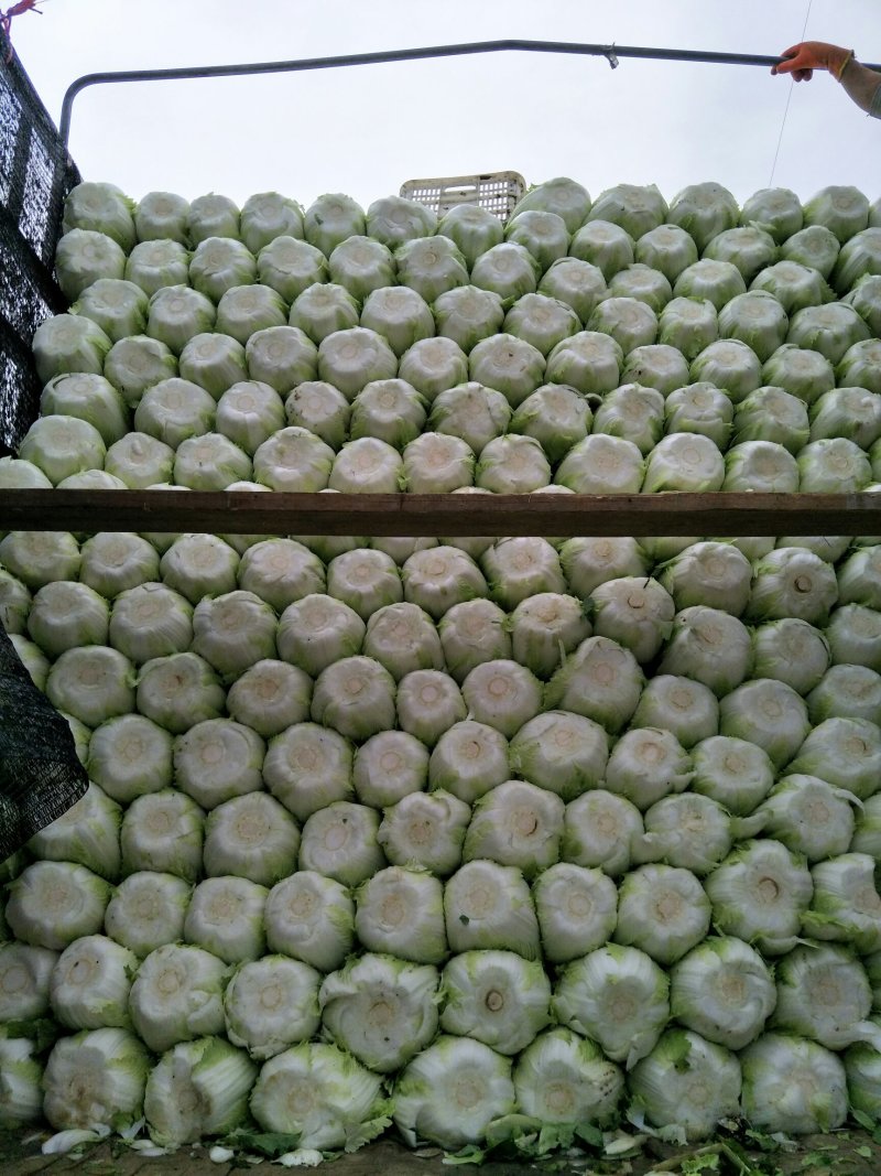 黄心白菜，产地直销，保证质量，净菜4一6斤。