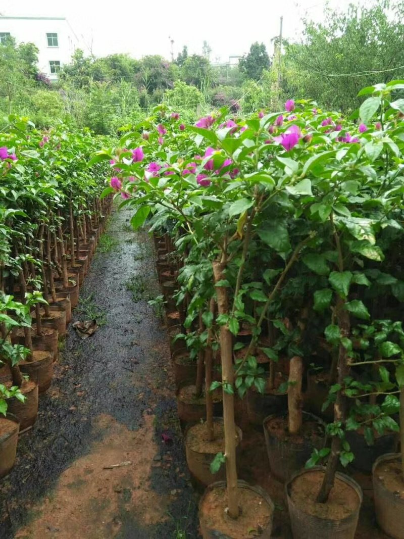 云南三角梅多彩品种苗圃直供免费提供技三角梅盆栽攀岩