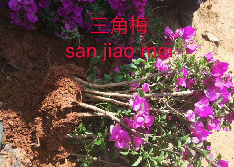 云南三角梅多彩品种苗圃直供免费提供技三角梅盆栽攀岩