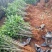 云南三角梅多彩品种苗圃直供免费提供技三角梅盆栽攀岩