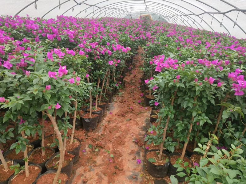 云南三角梅多彩品种苗圃直供免费提供技三角梅盆栽攀岩