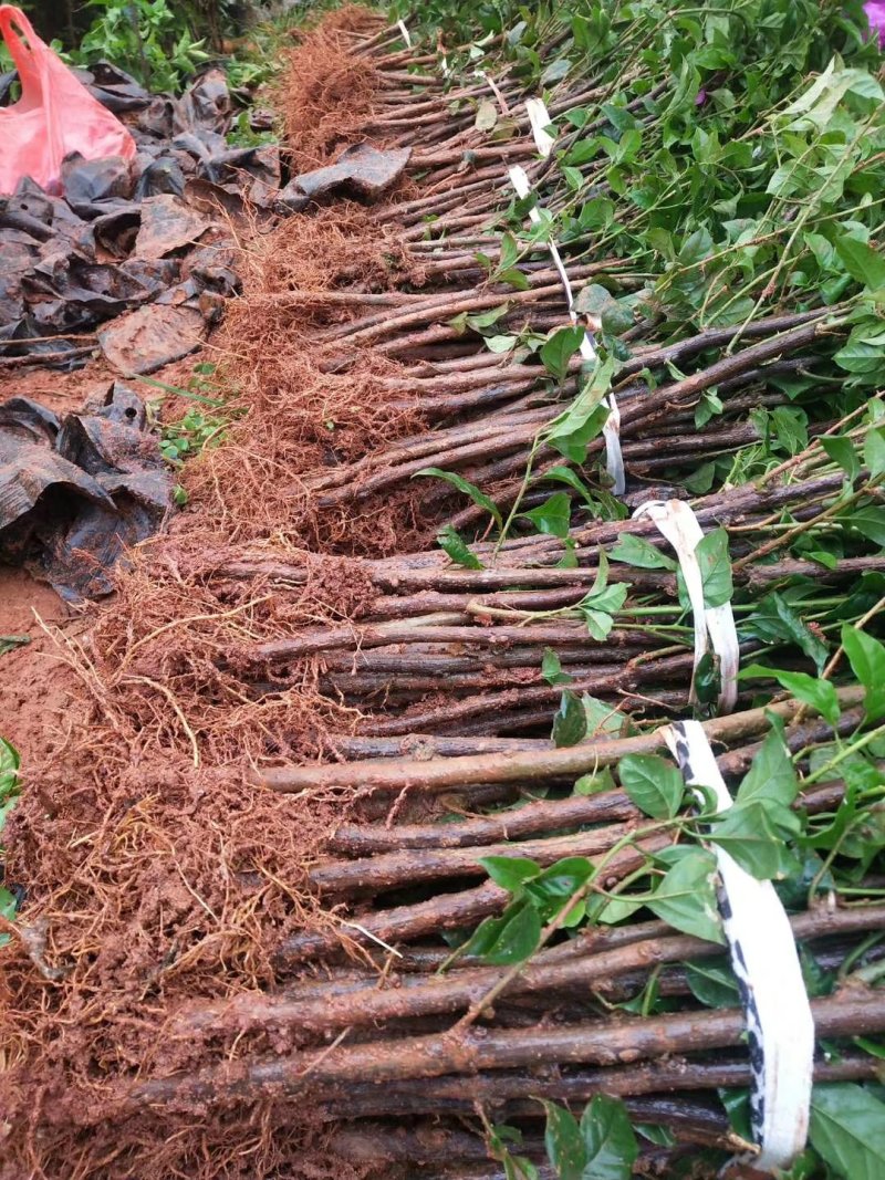 云南三角梅多彩品种苗圃直供免费提供技三角梅盆栽攀岩