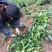 布福娜黑老虎苗根须发达现挖现买量大从优