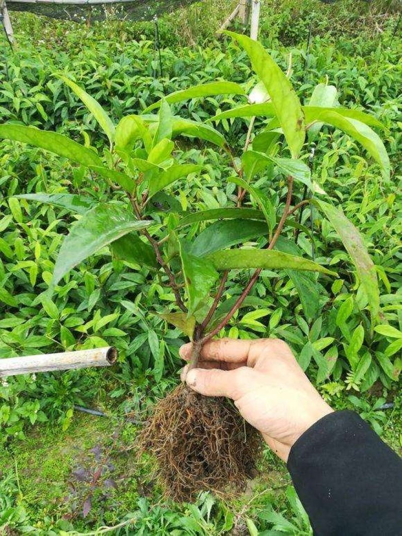布福娜黑老虎苗根须发达现挖现买量大从优