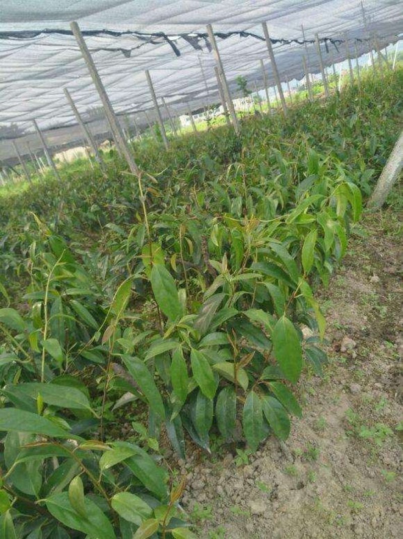 布福娜黑老虎苗根须发达现挖现买量大从优