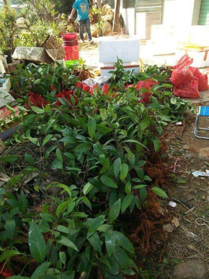 布福娜黑老虎苗根须发达现挖现买量大从优