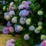 八仙花绣球苗重瓣无尽夏四季开花不断盆栽花观赏