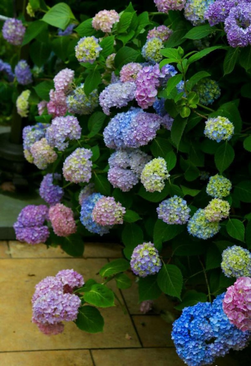 八仙花绣球苗重瓣无尽夏四季开花不断盆栽花观赏