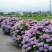 八仙花绣球苗重瓣无尽夏四季开花不断盆栽花观赏
