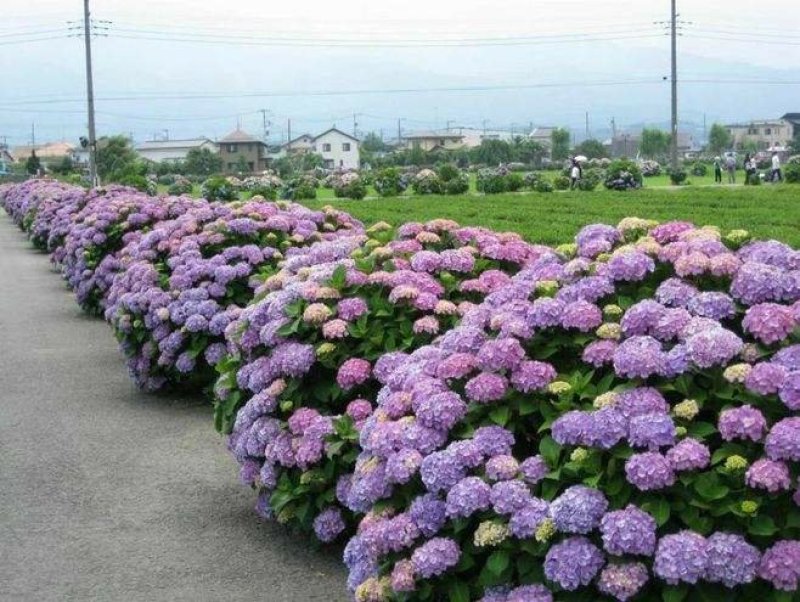 八仙花绣球苗重瓣无尽夏四季开花不断盆栽花观赏