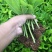 八仙花绣球苗重瓣无尽夏四季开花不断盆栽花观赏