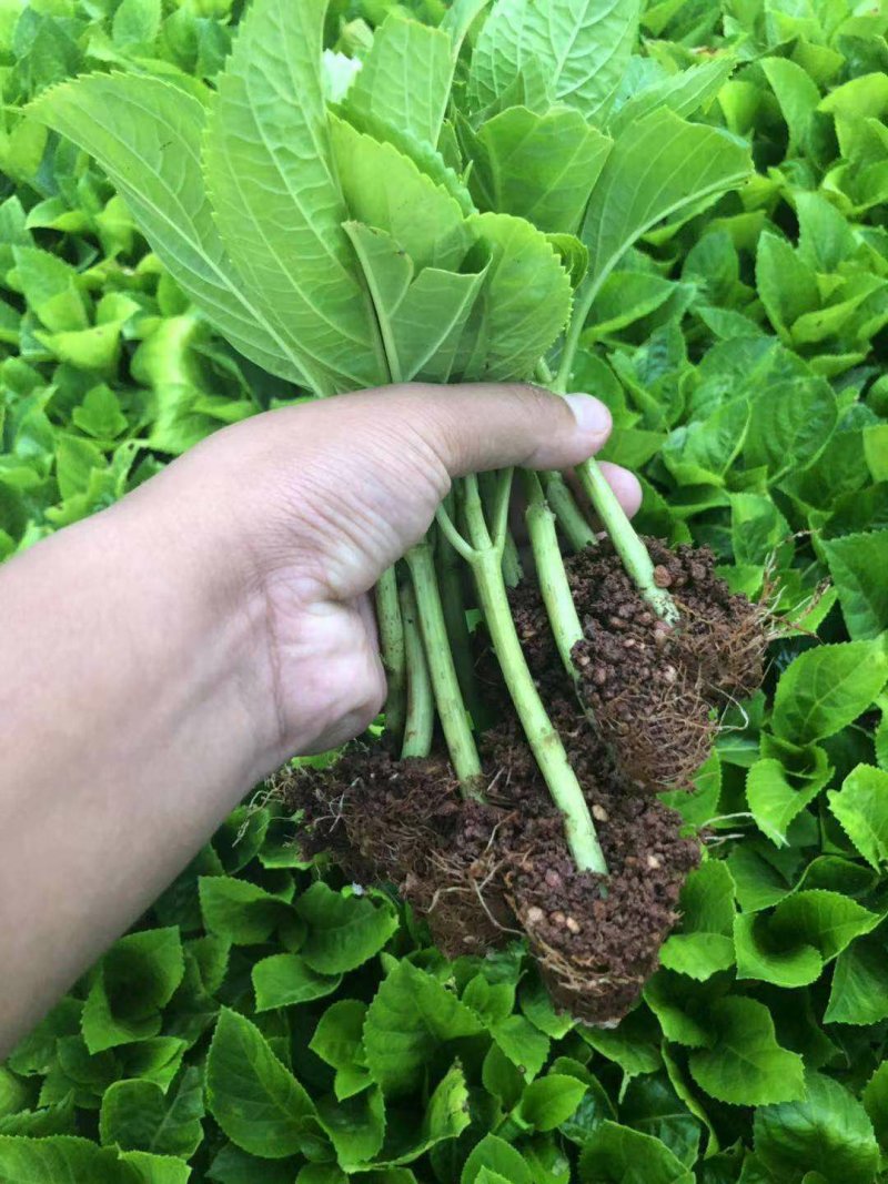 八仙花绣球苗重瓣无尽夏四季开花不断盆栽花观赏