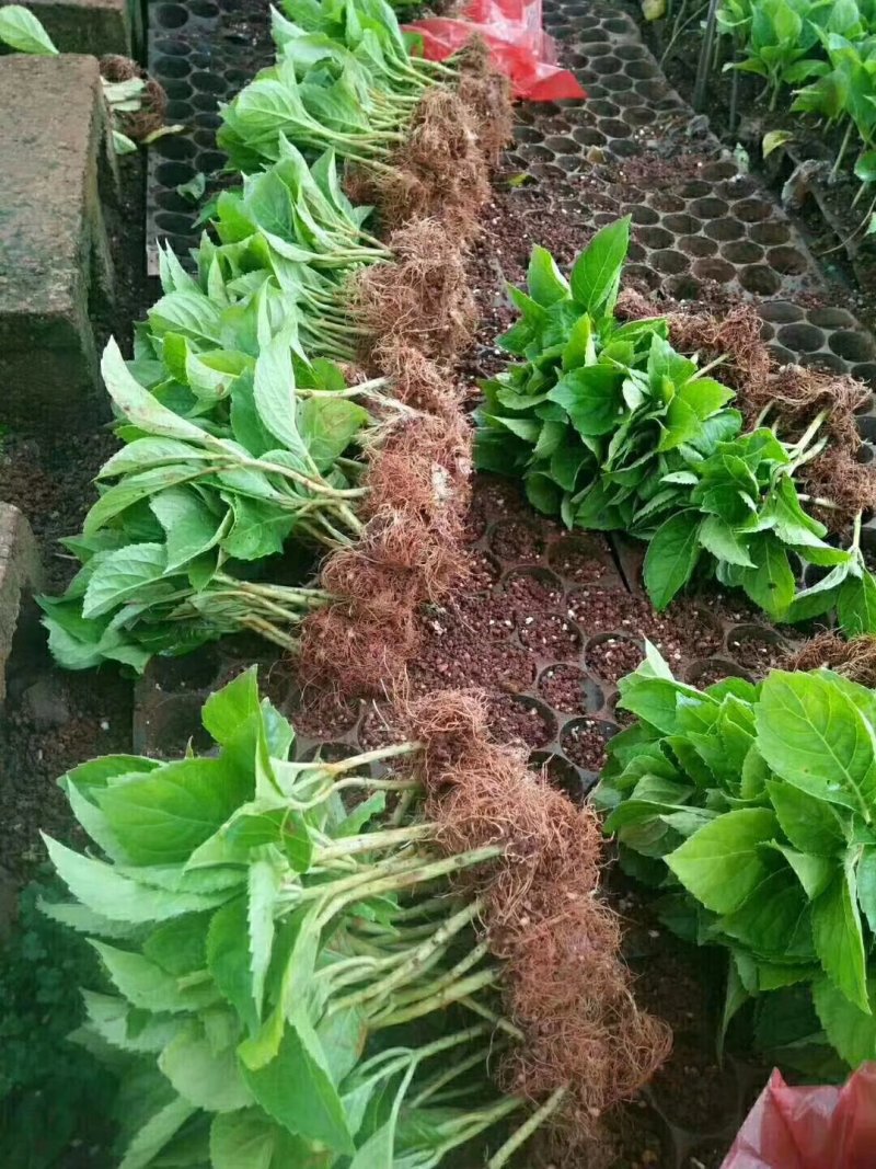 八仙花绣球苗重瓣无尽夏四季开花不断盆栽花观赏