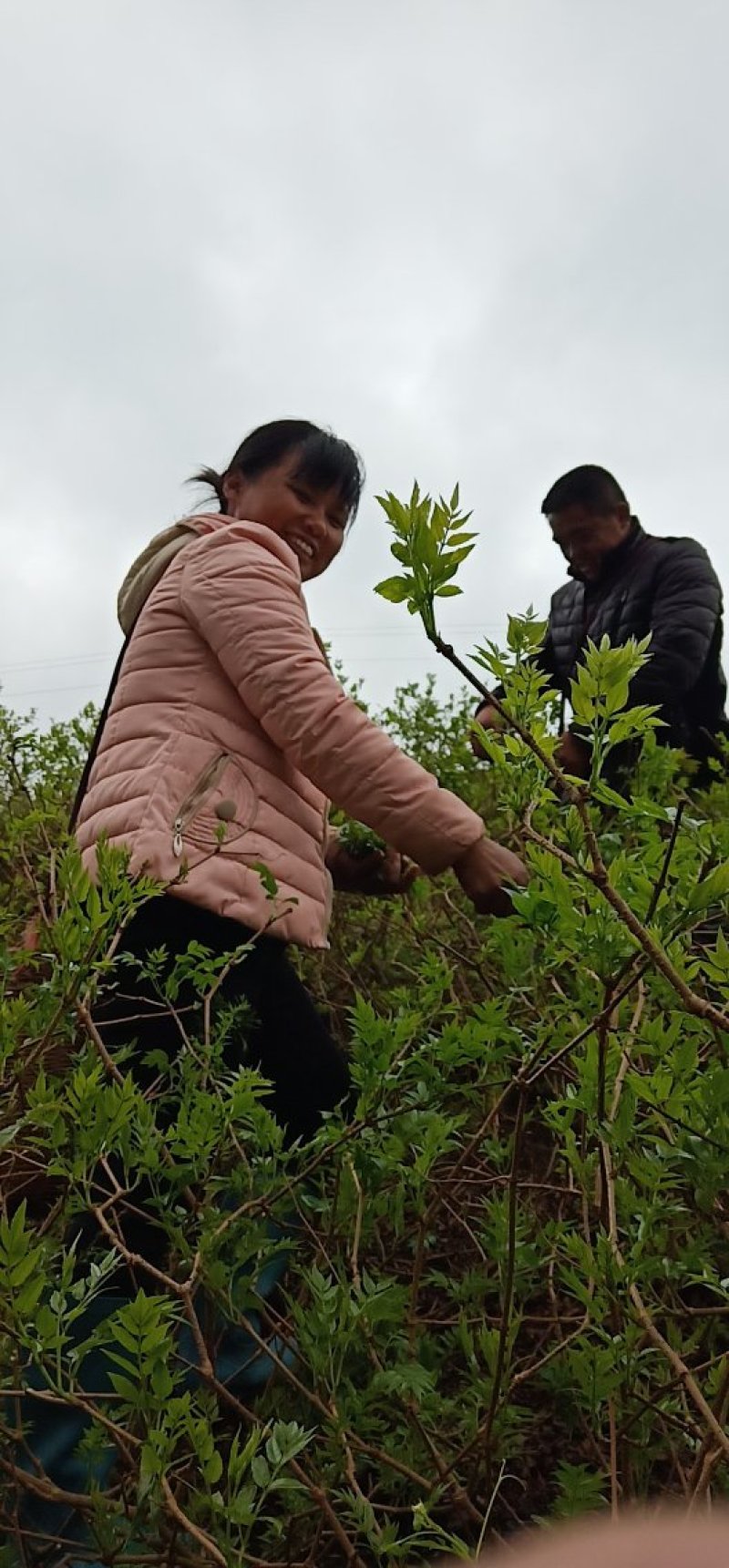 莓茶，茅岩莓茶，藤茶，恩施藤茶永顺莓茶神仙草