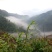 莓茶，茅岩莓茶，藤茶，恩施藤茶永顺莓茶神仙草