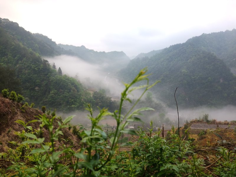 莓茶，茅岩莓茶，藤茶，恩施藤茶永顺莓茶神仙草
