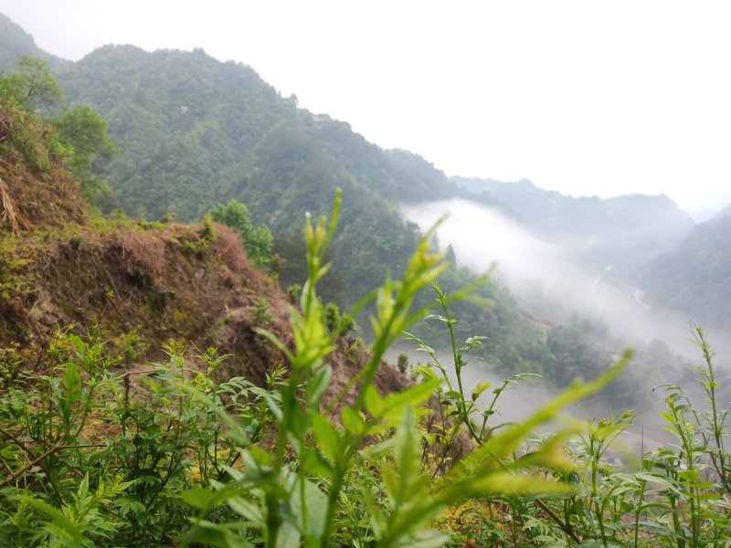 莓茶，茅岩莓茶，藤茶，恩施藤茶永顺莓茶神仙草