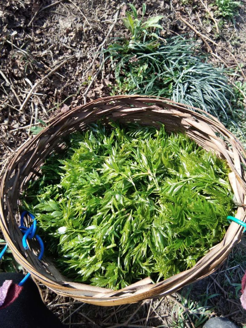 莓茶，茅岩莓茶，藤茶，恩施藤茶永顺莓茶神仙草