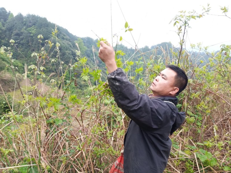 莓茶，茅岩莓茶，藤茶，恩施藤茶永顺莓茶神仙草