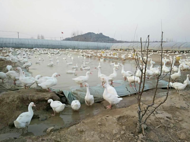 养殖场地出租