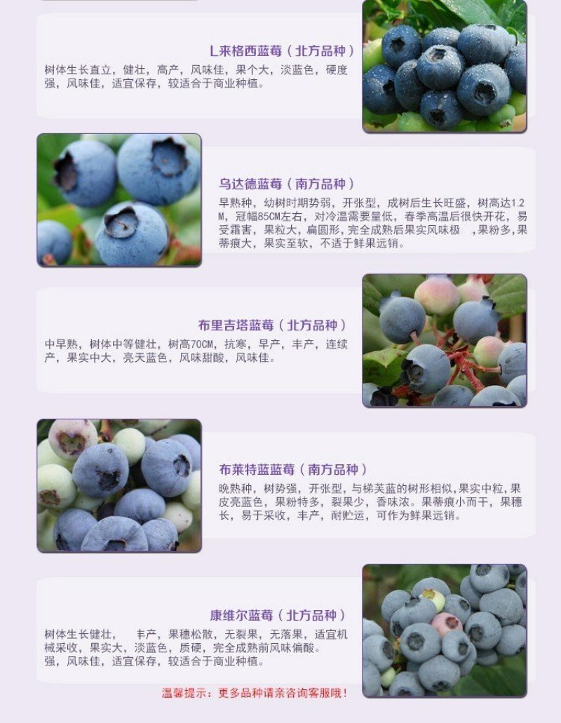 蓝莓盆栽果树苗当年结果兔眼蓝莓苗包邮四季蓝莓树苗北南