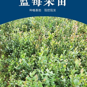 蓝莓盆栽果树苗当年结果兔眼蓝莓苗包邮四季蓝莓树苗北南