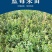 蓝莓盆栽果树苗当年结果兔眼蓝莓苗包邮四季蓝莓树苗北南
