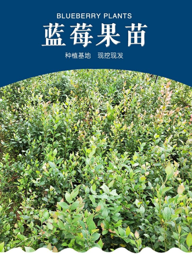 蓝莓盆栽果树苗当年结果兔眼蓝莓苗包邮四季蓝莓树苗北南