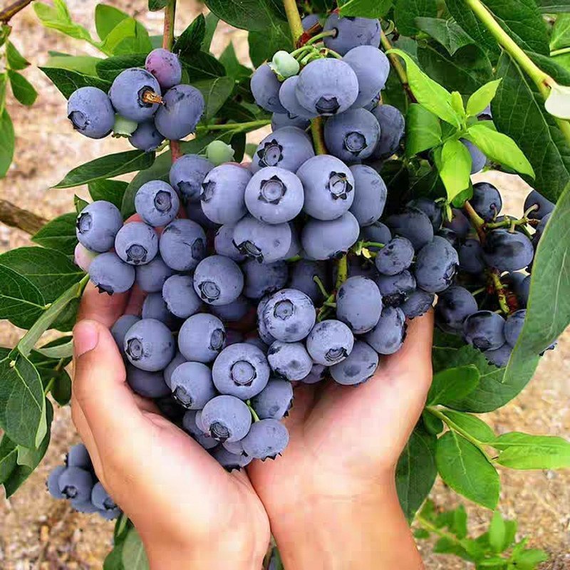 蓝莓盆栽果树苗当年结果兔眼蓝莓苗包邮四季蓝莓树苗北南