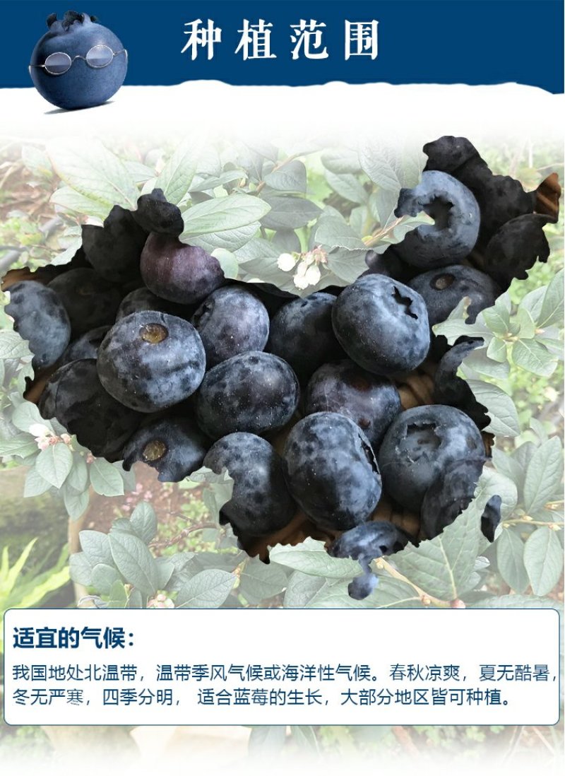 蓝莓盆栽果树苗当年结果兔眼蓝莓苗包邮四季蓝莓树苗北南