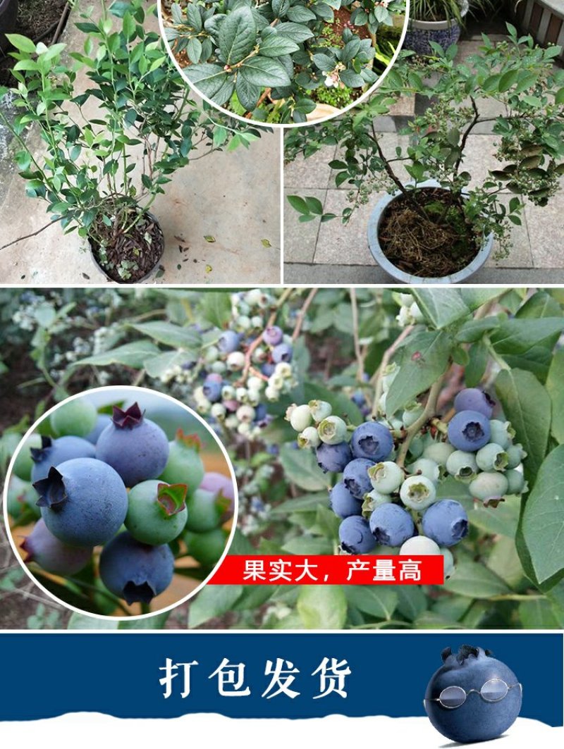 蓝莓盆栽果树苗当年结果兔眼蓝莓苗包邮四季蓝莓树苗北南