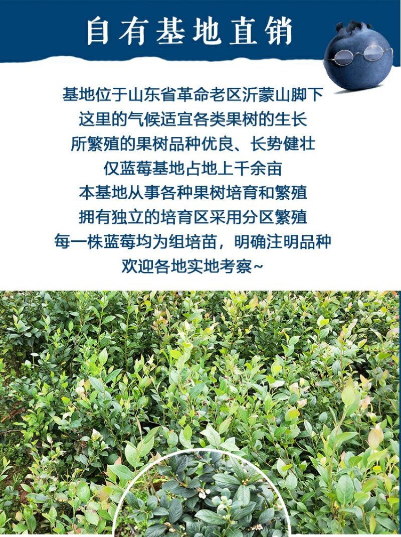 蓝莓盆栽果树苗当年结果兔眼蓝莓苗包邮四季蓝莓树苗北南