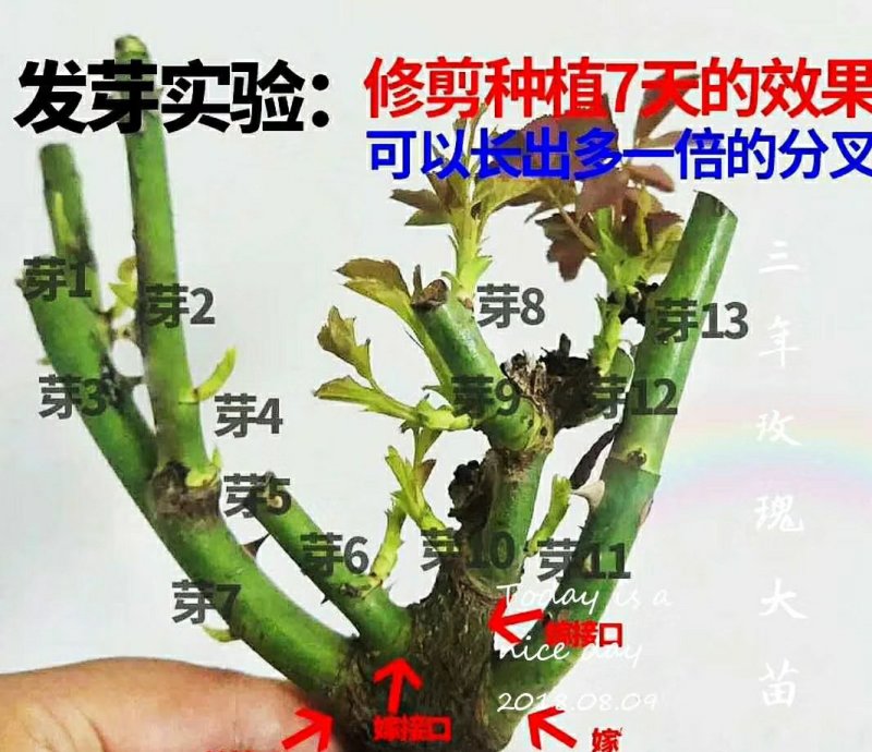 1-2年玫瑰大苗月季大苗站枝好绿化园林工程苗量大从优