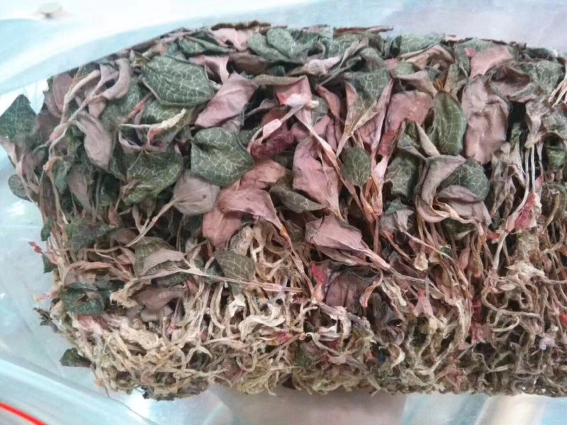 金线莲100克起包邮散装盒装金线莲泡水泡茶