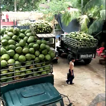 诚信第一海南椰子大量批发
