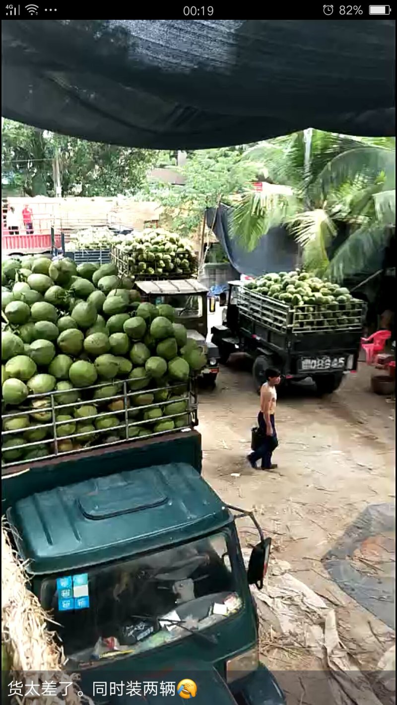 诚信第一海南椰子大量批发