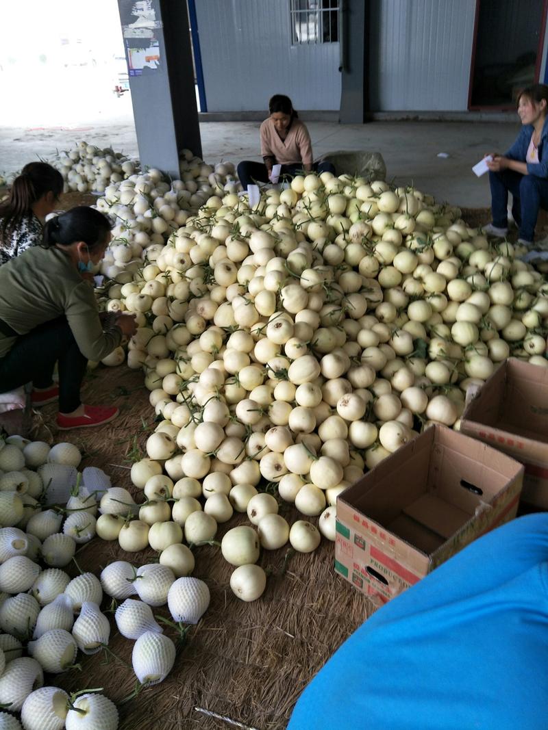 内黄县白玉甜瓜星甜甜瓜产地一手货源，批发商超直供