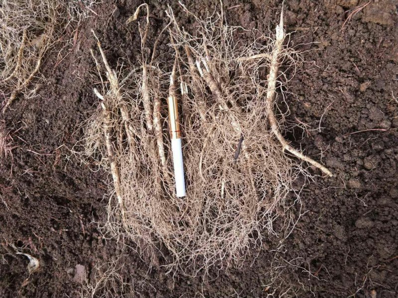 东北药都白鲜皮一年二年苗干品