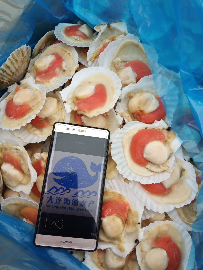 原壳扇贝，冷冻半壳扇贝，日本原装半壳吊笼贝