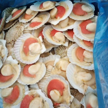 原壳扇贝，冷冻半壳扇贝，日本原装半壳吊笼贝