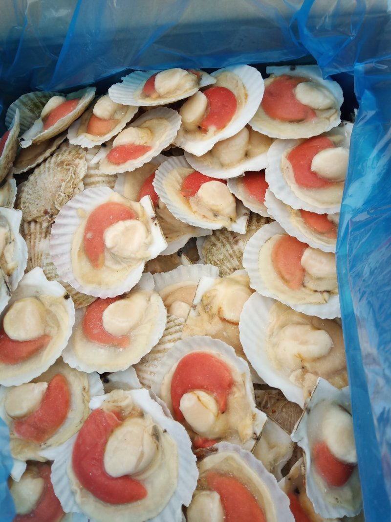 原壳扇贝，冷冻半壳扇贝，日本原装半壳吊笼贝